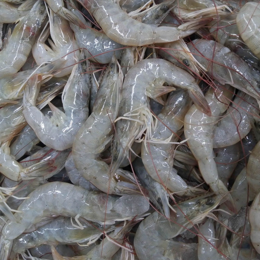 Fresh Hipon 1kg Fisherscart Seafood Store