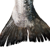 Salmon Tail (~250-300g)