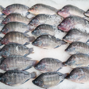 Fresh Tilapia (~1kg)