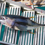 Fresh Yellowfin Tuna (~1kg)