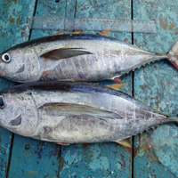 Fresh Yellowfin Tuna (~1kg)