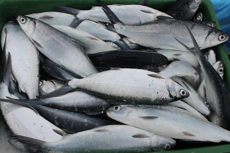 Fresh Bangus~1kg - Fishers Cart