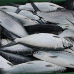 Fresh Bangus~1kg - Fishers Cart