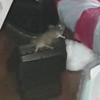 Reusable Mouse Trap-100% Capture Rate