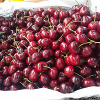 Fresh Cherries