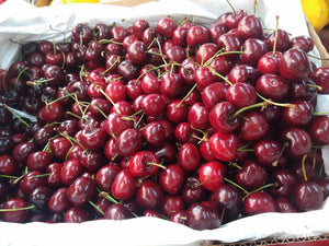 Fresh Cherries