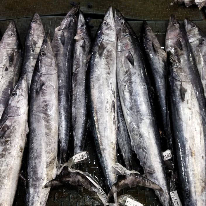 Fresh Sungsong (~2-3kg)