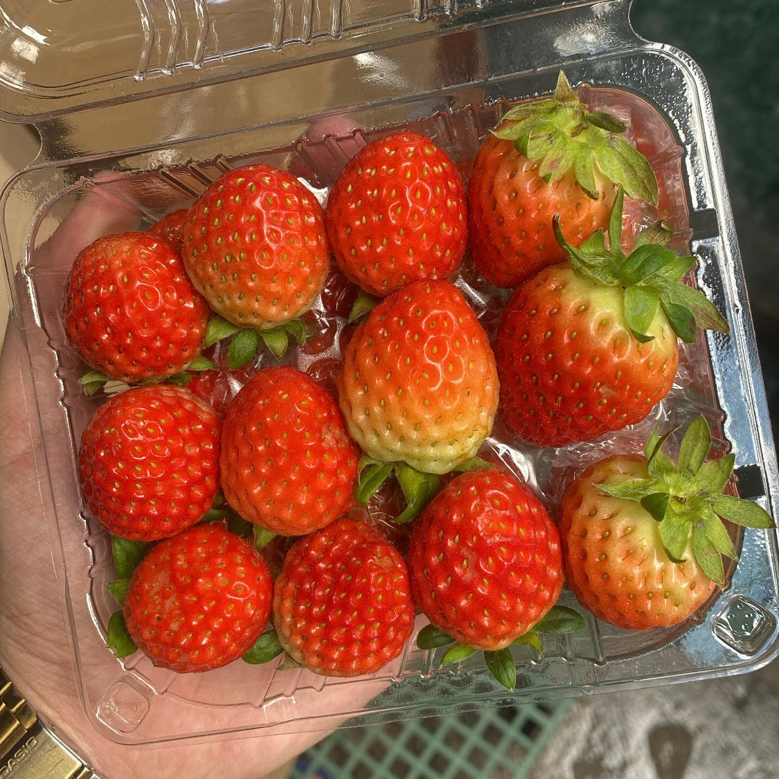 Fresh Korean Premium Strawberry Pack (~250-330g)