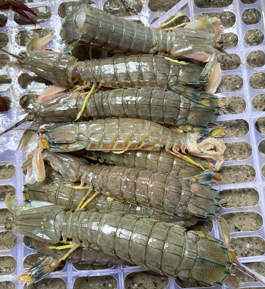 Fresh Tatampal (~1kg; 3-4 inches size)