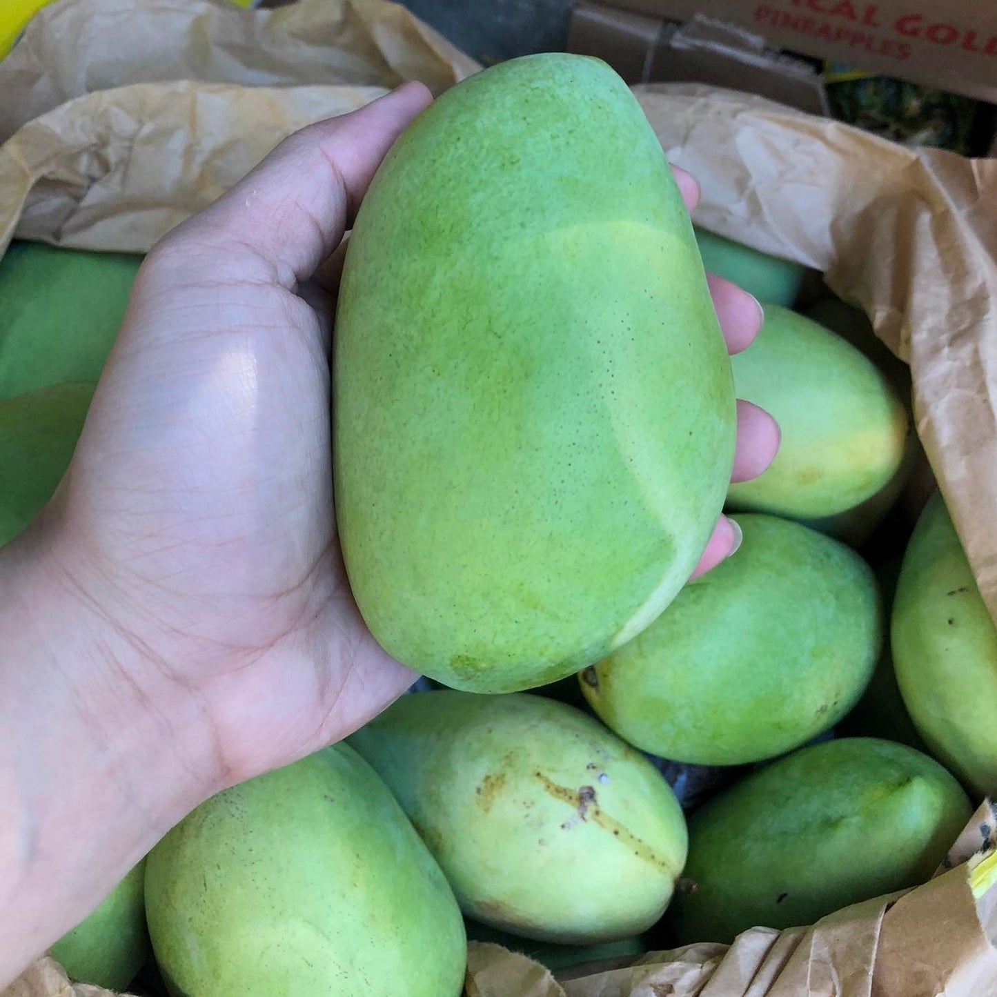 Fresh Manggang Kalabaw (~1kg)