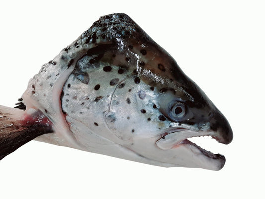 Salmon Head Special Promo (~2kg: Orig Price 330/kg)