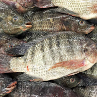 Fresh Tilapia (~1kg)